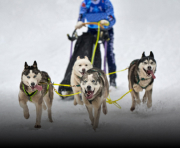 DOGSLEDDING